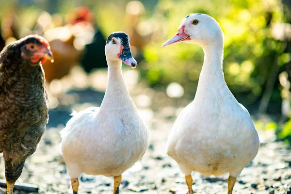 Ördekler Geleneksel Kırsal Çiftlik Avlusunda Beslenir Ördek Kafasının Ayrıntıları Ahırda — Stok fotoğraf