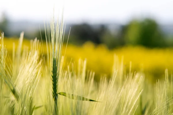 Primer Plano Las Cabezas Trigo Verde Que Crecen Campo Agrícola — Foto de Stock