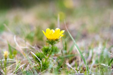 Yeşil bahar tarlasında açan küçük sarı yaban çiçeğini kapat..