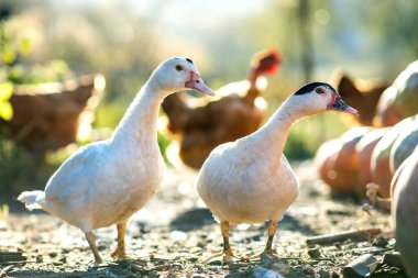 Ördekler geleneksel kırsal çiftlik avlusunda beslenir. Ördek kafasının ayrıntıları. Ahırda duran su kuşunun yakınına. Serbest tarım kümes hayvanları konsepti.