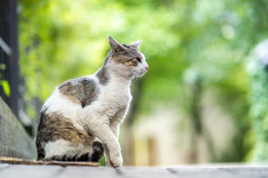 Tatlı beyaz ve gri kedi yaz sokağında oturuyor..