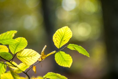 Sonbahar parkındaki bir ağaç dalındaki parlak, sarı yaprakları kapatın. Sonbahar orman yapraklarının ayrıntıları.