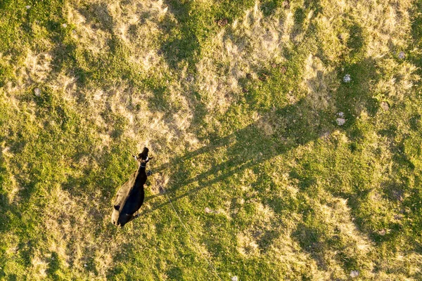 Bovenaanzicht Vanuit Lucht Van Een Koe Die Alleen Grazen Groene — Stockfoto