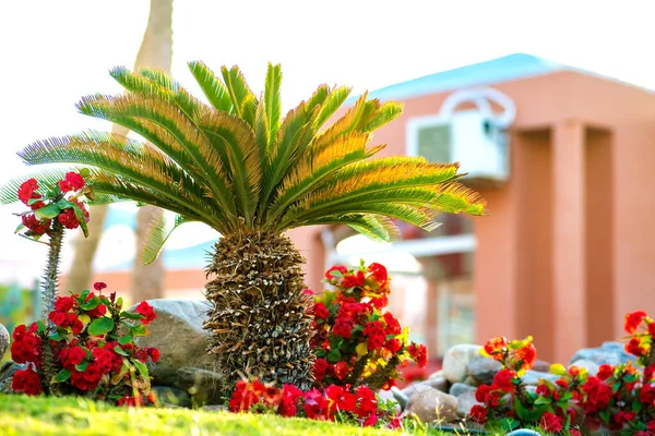 Pequena Palmeira Verde Brilhante Cercada Com Flores Brilhantes Florescendo Grama — Fotografia de Stock