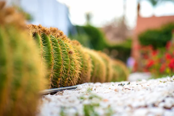 Plantas Cactus Tropicales Redondas Verdes Con Espinas Afiladas Que Crecen —  Fotos de Stock