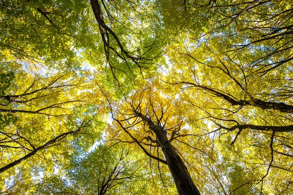 Perspectiva Baixo Para Cima Vista Floresta Outono Com Laranja Brilhante — Fotografia de Stock