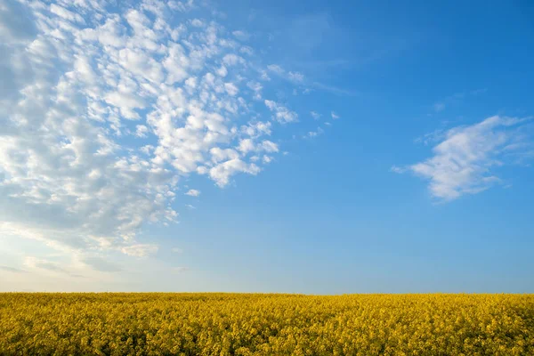 Krajina Kvetoucí Žlutou Řepkou Zemědělské Pole Modrá Jasná Obloha Jaře — Stock fotografie
