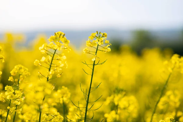 Close Detail Blooming Yellow Rapeseed Plants Agricultural Farm Field Spring — Stock Photo, Image