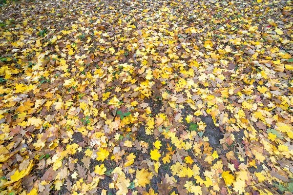 Zbliżenie Wielu Upadłych Żółtych Liści Pokrywających Ziemię Jesiennym Parku — Zdjęcie stockowe