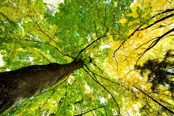 Kilátással Őszi Erdő Világos Narancssárga Sárga Levelek Sűrű Erdők Sűrű — Stock Fotó