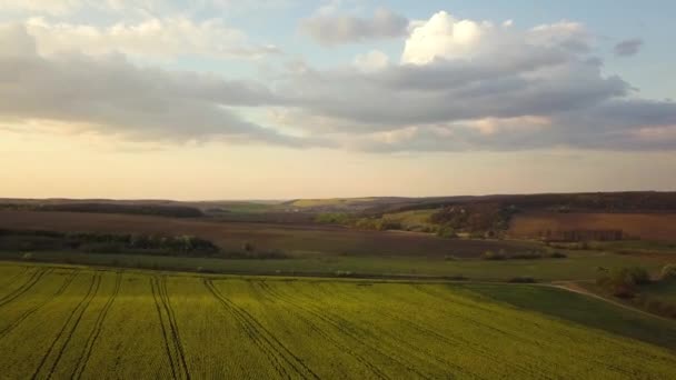 Letecký Pohled Jasně Zelené Pole Zemědělské Farmy Rostoucí Řepkové Rostliny — Stock video
