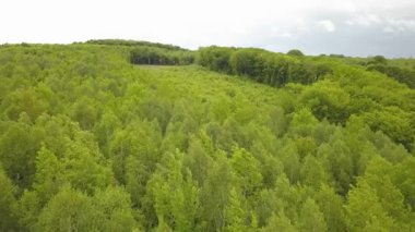 Yaz rüzgarında sallanan yeşil yapraklı orman ağaçlarından gölgeler..