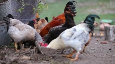 Çiftlikte Cicken yemek yiyor. Çiftlik hayvanları tavukları besliyor.