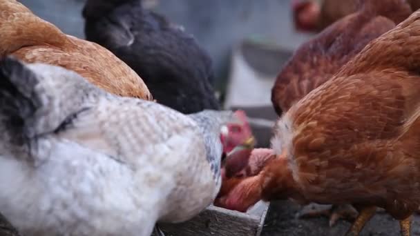 Hühneressen Auf Dem Hof Bauernhof Füttert Hühner — Stockvideo