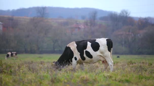 Vaca Pastando Prado Con Hierba Verde Día Soleado — Vídeo de stock