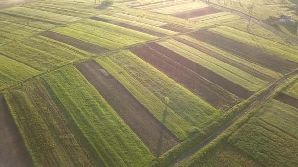 Luchtfoto Van Gele Groene Boerenvelden Het Voorjaar — Stockvideo