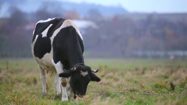 Vaca Pastando Prado Con Hierba Verde Día Soleado — Vídeo de stock