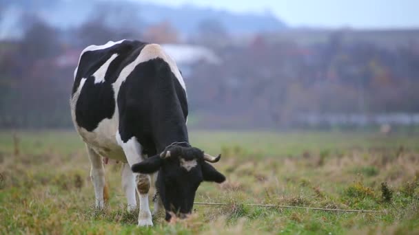 Koe Grazen Weide Met Groen Gras Een Zonnige Dag — Stockvideo