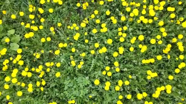 Antenn Ovanifrån Grönt Fält Med Grönt Gräs Och Gula Vårblommor — Stockvideo