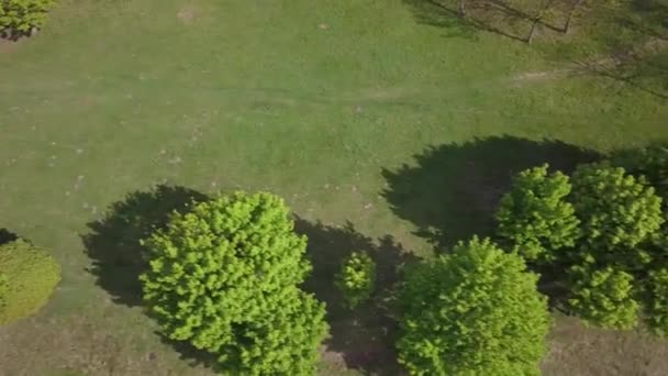 Alberi Verdi Estate Una Collina Coperta Erba — Video Stock