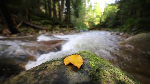 Acqua Rapido Movimento Nel Fiume Foresta Montagna — Video Stock