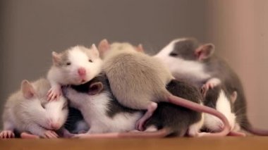 Evcil beyaz evcil farelerin yakın çekimi. Küçük fareler ısınıyor.