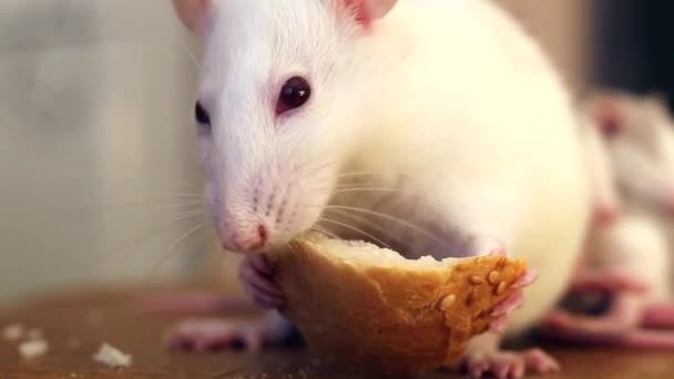 Primer Plano Las Pequeñas Ratas Domésticas Mascota Blanca Calentándose Juntas — Vídeo de stock