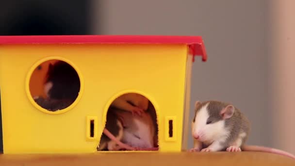 Primer Plano Las Pequeñas Ratas Domésticas Mascota Blanca Calentándose Juntas — Vídeo de stock