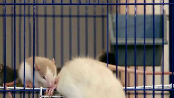 Primer Plano Las Pequeñas Ratas Domésticas Mascota Blanca Calentándose Juntas — Vídeos de Stock