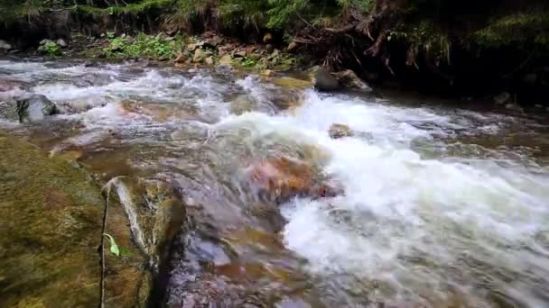 Acqua Rapido Movimento Nel Fiume Foresta Montagna — Video Stock