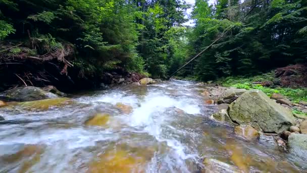 Gyorsan Mozgó Víz Hegyi Erdőben Folyó — Stock videók