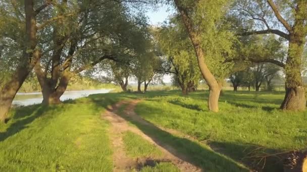 Árvores Verdes Grama Parque — Vídeo de Stock