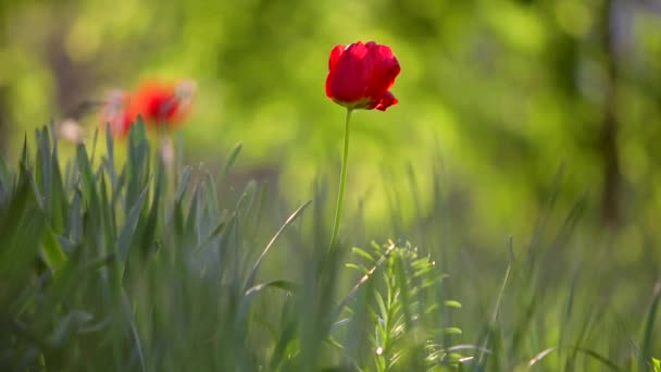 Rote Tulpenblume Bewegt Sich Auf Wind Auf Verschwommenem Sommerhintergrund — Stockvideo