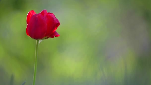 红色郁金香花在夏日朦胧的背景上迎风飘扬 — 图库视频影像