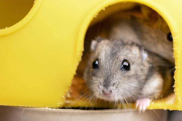 Pequeno Rato Hamster Jungar Cinza Gaiola Amarela — Fotografia de Stock