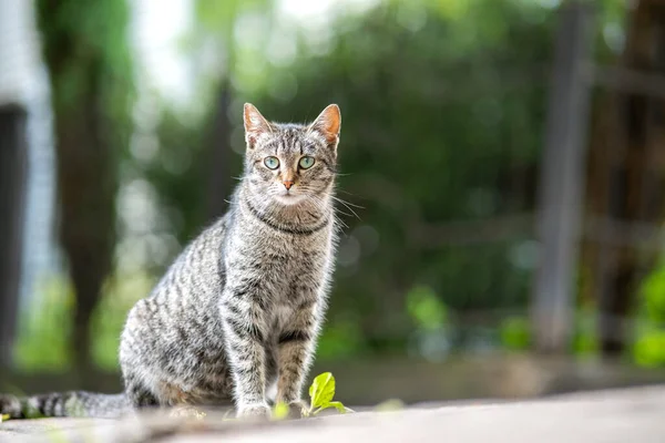 夏の通りに屋外に立つかわいい灰色の縞模様の猫 — ストック写真