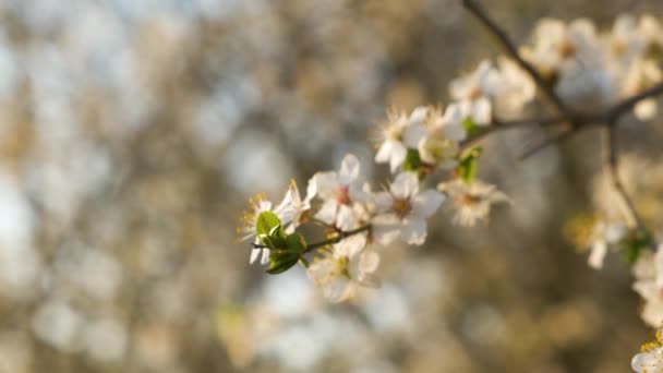 Закрыть Свежие Белые Цветущие Цветы Ветвях Деревьев Ранней Весной — стоковое видео