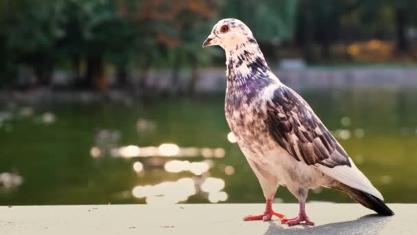 Yaz Parkındaki Göl Kıyısındaki Gri Güvercin Kuşu — Stok video