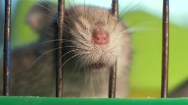 Küçük gri keş hamster fareleri sarı kafeste..