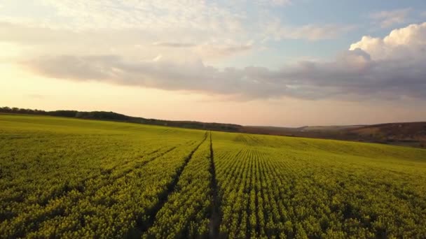 Vue aérienne d'un champ agricole vert vif avec des plants de colza au coucher du soleil.