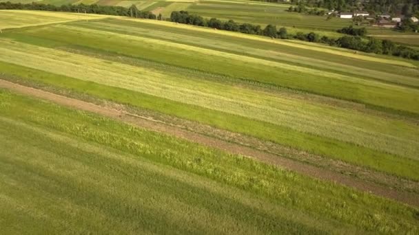 Widok Lotu Ptaka Zielone Pola Uprawne Wiosną Świeżą Roślinnością Sezonie — Wideo stockowe