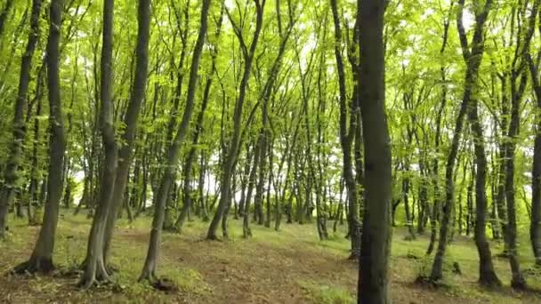 Dichter Grüner Sommerwald Mit Vielen Hohen Bäumen Und Morgensonne — Stockvideo