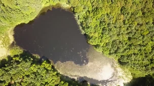 Αεροφωτογραφία Μιας Μικρής Δασικής Λίμνης Στη Μέση Ενός Καταπράσινου Πυκνού — Αρχείο Βίντεο