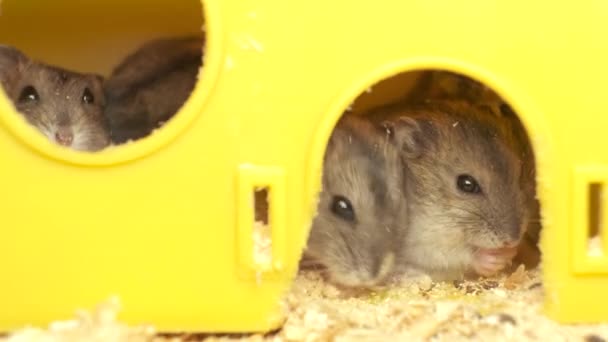 Pequenos Ratos Hamster Jungar Cinza Gaiola Amarela — Vídeo de Stock