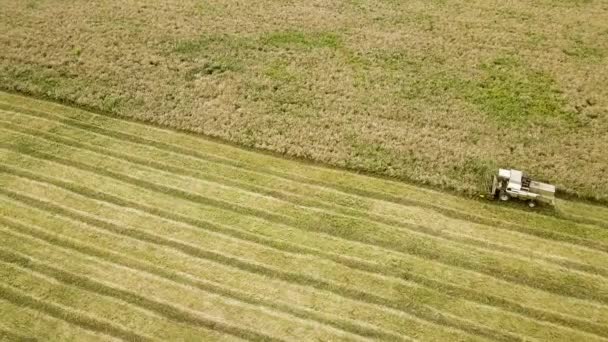 Aerial View Combine Harvester Harvesting Large Ripe Wheat Field Agriculture — Stock Video