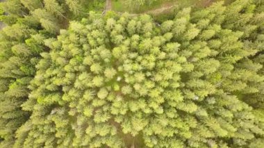 Yeşil çam ormanlarının havadan görünüşü yaz dağlarında çam ağaçlarından gölgeler..