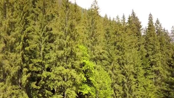 Luchtfoto Van Groen Dennenbos Met Luifels Van Sparren Bomen Zomer — Stockvideo