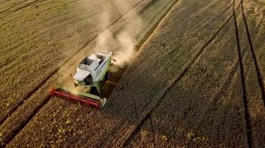Buğday tarlasını hasat eden hasatçının havadan görünüşü. İHA görünümünden tarım.