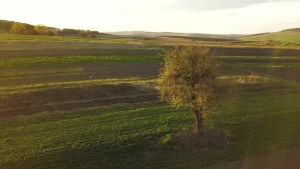 Nagy Zöld Egyedül Tavaszi Mező Narancssárga Esti Napfény Naplementekor — Stock videók