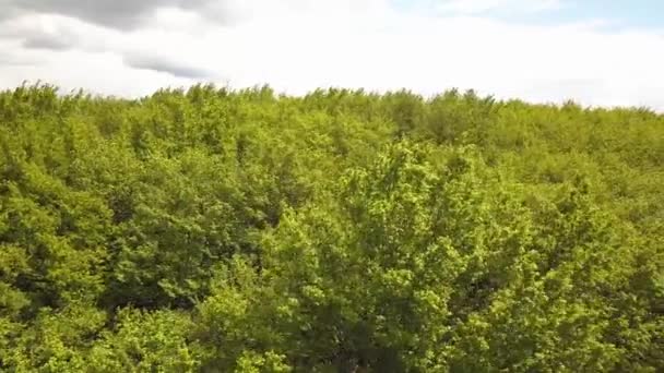 Letecký Pohled Krajinu Vesnice Malými Domky Mezi Zelenými Stromy Farmářskými — Stock video